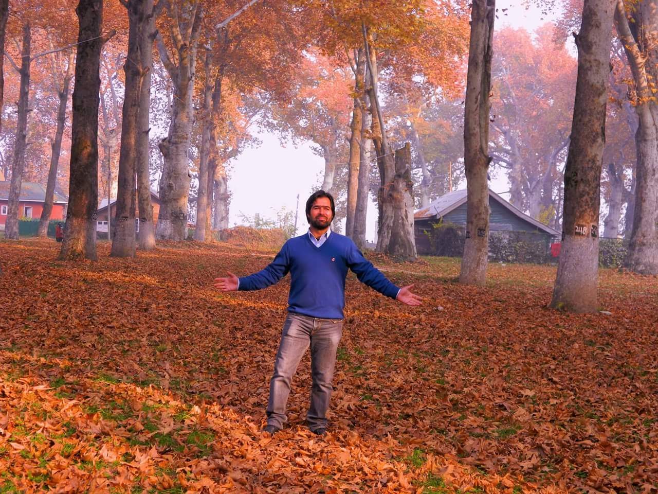 Autumn Chinar — Naseem Bagh